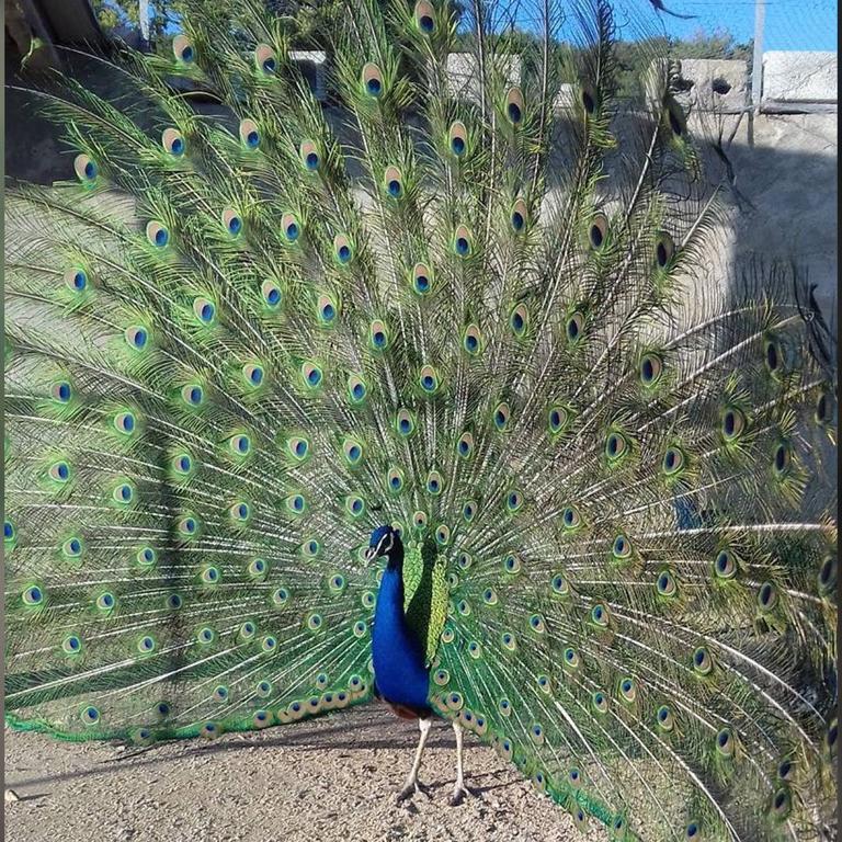 فيلا Loceriفي Agriturismo Su Barraccu المظهر الخارجي الصورة